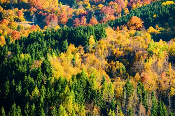黄色の木々が美しい秋の風景 — ストック写真