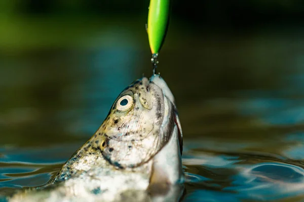 Vissen Met Draaiende Haspel Bruine Forel Gevangen Visnet Een Forel — Stockfoto