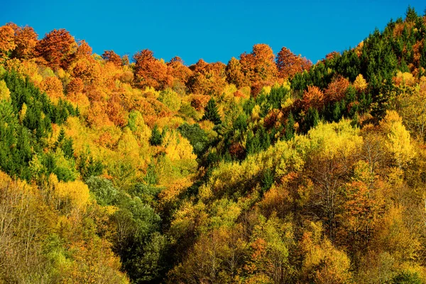 カラフルな葉 秋の森の自然 秋の季節 黄色いカエデの葉 — ストック写真