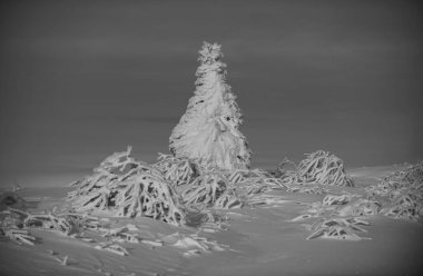 Kış turizmi tatili. Karlı hava. Ormanda kar fırtınası. Ağaç