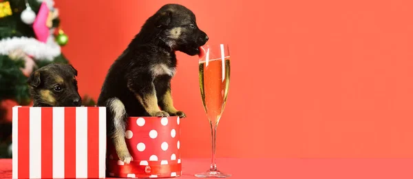 Puppy Drink Champagne Funny Pyppy Dog Champagne Puppy Gift Boxes — Stock Photo, Image