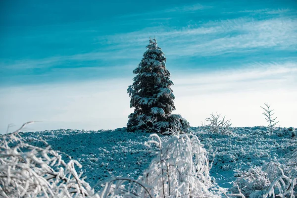 Śnieżne Tło Krajobrazu Snowy Jodła Zimowy Krajobraz Pokrytymi Śniegiem Drzewami — Zdjęcie stockowe