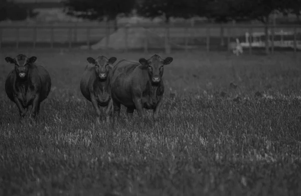 Begreppet Boskapsuppfödning Avel Mjölk Och Köttproduktion — Stockfoto