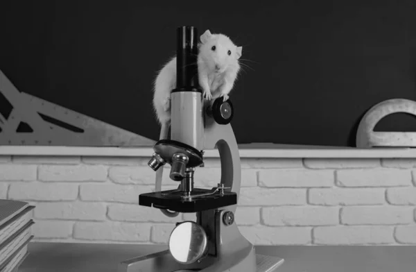 Rato Laboratório Num Laboratório Conceito Teste Drogas Vacinas Animais Laboratório — Fotografia de Stock