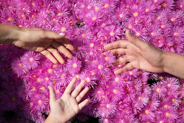 父子俩在粉红的月桂花旁牵着手 象征着支持和爱 父母的手放在紫色洋甘菊背景上 — 图库照片
