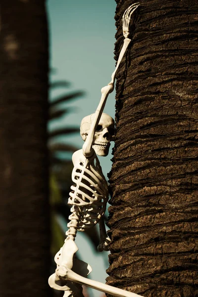 Αποκριάτικος Σκελετός Απόκριες Για Διακόσμηση Σπιτιού Απόκριες Σκελετός Αναρρίχηση Στο — Φωτογραφία Αρχείου