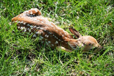 Nature Deer. Bambi Fawn. White-tailed young roe deer, capreolus
