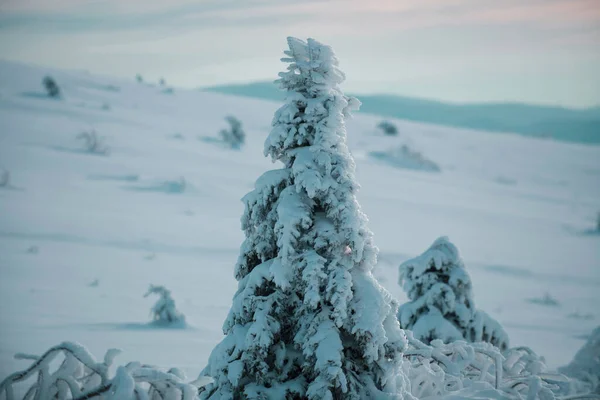 Árboles Cubiertos Nieve Invierno Nevado Montañas Paisaje Invierno Bosque —  Fotos de Stock
