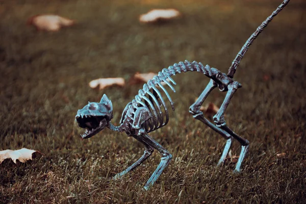 Концепция Хэллоуина Хэллоуинский Скелет Страшной Кошки — стоковое фото