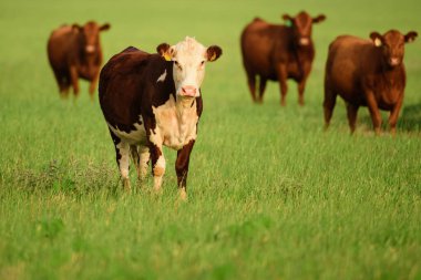 Güneşli bir günde çimenli bir tarlada inekler. Yeşil çayırlarda otlayan inek sürüleriyle dolu bir arazi.