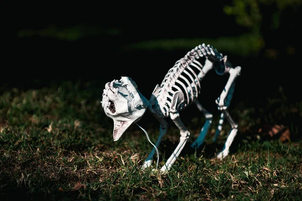 Απόκριες Σκελετός Του Τρομακτικό Σκυλί Γάτα — Φωτογραφία Αρχείου