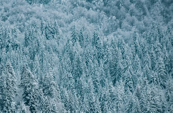 Winter Nature Background Winter Nature Design Winter Christmas Landscape Background — Stock Photo, Image