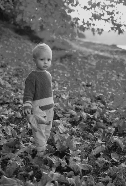 Милая Маленькая Девочка Развлекается Прекрасный Осенний День Ребенок Играет Парке — стоковое фото
