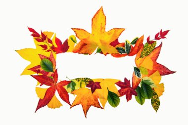 Banner for autumn sale in frame from leaves. Fall leaf border, autumnal background. Autumn maple leaves isolated on white. Isolated autumn fall leaf object