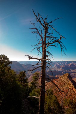 Ölüm vadisinde kuru ağaç. Nevada ve Arizona sınırındaki kanyon. Utah, Ulusal Park 'taki çöl dağı.