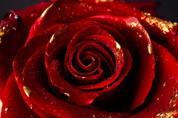 Κοντινό Πλάνο Χρυσά Τριαντάφυλλα Μαύρο Φόντο Δημιουργική Ιδέα Λουλουδιών Μπλουμ — Φωτογραφία Αρχείου