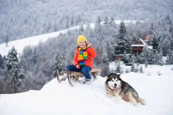 Boy Husky Dog Sledding Winter Mountain Enjoying Sledge Ride Beautiful — Stock Photo, Image