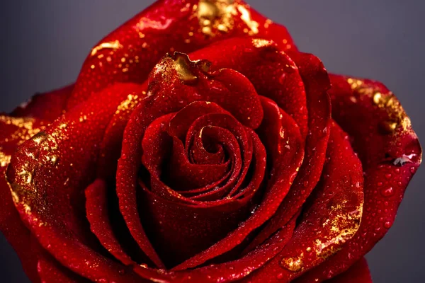 Rose Dorée Gros Plan Roses Dorées Sur Fond Noir Concept — Photo