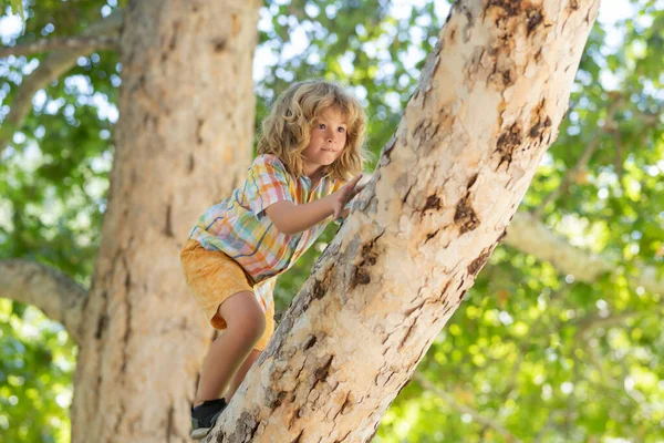 stock image Cute little kid boy enjoying climbing on tree on summer day. Cute child learning to climb, having fun in forest or park on sunny day. Happy time and childhood in nature