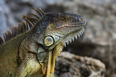 İguana ejderhası. Taşın üstünde iguana kertenkelesi. Yeşil kertenkele iguanası. Doğada büyük bir iguana