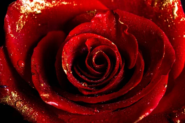 Rose Mit Goldbemalten Blütenblättern Nahaufnahme Von Goldenen Rosen Auf Schwarzem — Stockfoto