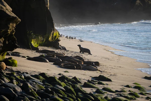 Cape Fur Seals Wildlife Concept Sea Lion — Stock Photo, Image
