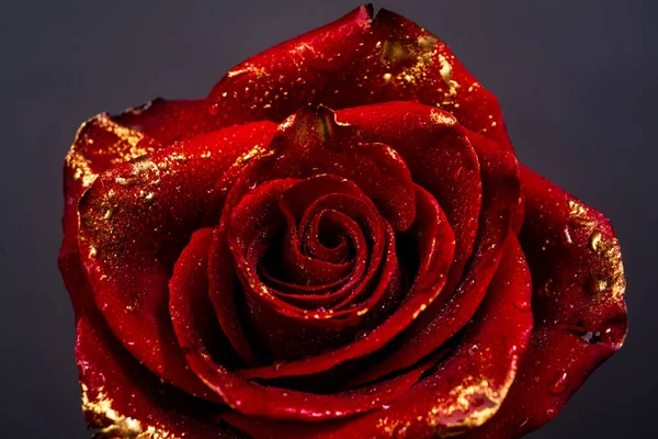 Rose Avec Des Pétales Peinture Gros Plan Roses Dorées Sur — Photo