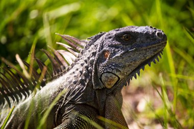 İguana ejderhası. Taşın üstünde iguana kertenkelesi. Yeşil kertenkele iguanası. Doğada büyük bir iguana