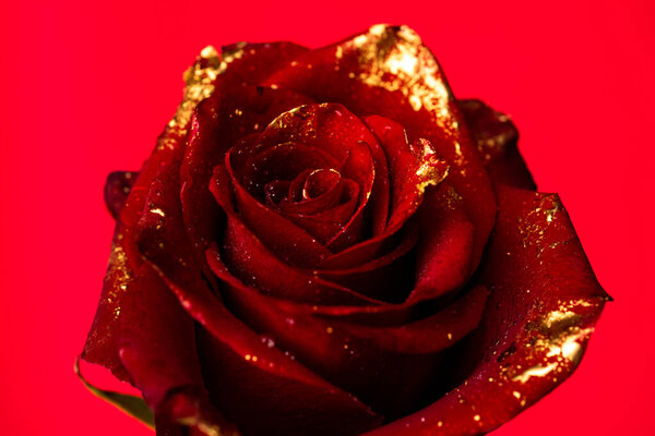 Close-up of golden roses on black background. Creative floral concept. Bloom rose wallpaper. Gold roses flower, decorative rose design element, rose pattern. Red rose with golden painted petals