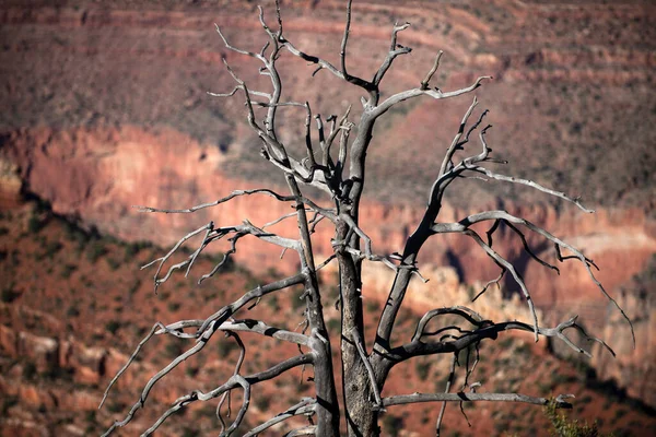 Dry Tree Death Valley Desert Valley Monument Valley Scenic View — Stock Photo, Image