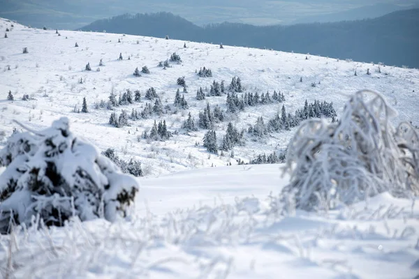 Χειμερινή Φύση Φόντο Χειμώνας Καλυμμένα Παγωμένα Δέντρα Στις Χιονοστιβάδες Μαγικό — Φωτογραφία Αρχείου