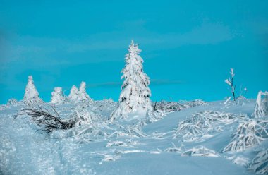 Winter christmas forest with falling snow and trees. Winter nature