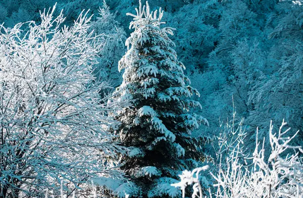 Pine Covered Snow Christmas Tree Winter Covered Frost Trees Snowdrifts — Stock Photo, Image