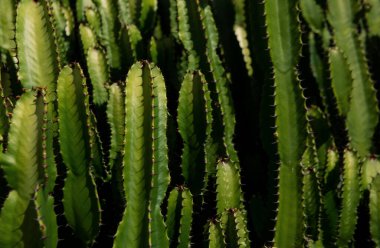 Kaktüs sırtı, kaktüs tasarımı ya da kaktaceae deseni