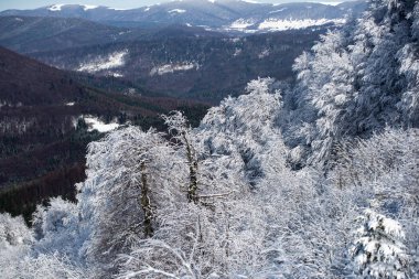 Kış, karların altında donmuş ağaçlarla. Büyülü kış ormanı. Güzel gökyüzü olan doğal manzara. Harika Noel sahnesi