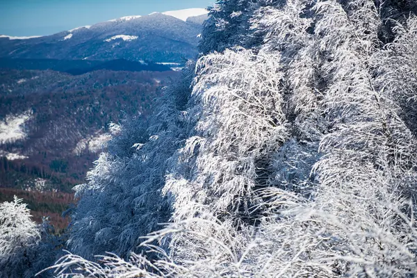 雪の床で覆われた木が付いている冬の風景 寒さと雪の多い冬の山々 — ストック写真