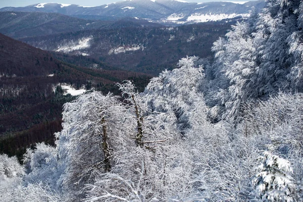 雪の漂流で覆われた霜の木で冬 魔法の冬の森 美しい空と自然の風景 素晴らしいクリスマスシーン — ストック写真