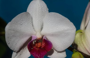 Evde orkide çiçeği var. Çiçek konsepti. Phalaenopsis çiçekleri. Bahar güzeli