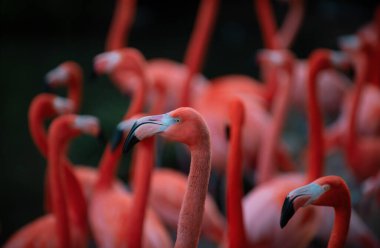 Amerikan ya da Karayip flamingosu, Phoenicopterus ruber. Flamingolar veya flamingolar Phoenicopteridae familyasından bir kuş türü. Kızıl Flamingolar