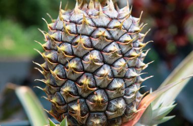 Close-up ripe pineapple fruit in plantation. Tropical pineapple fruit