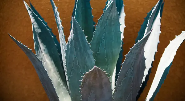 Agave Kaktüs Sırtı Kaktüs Kaktaceae Deseni — Stok fotoğraf