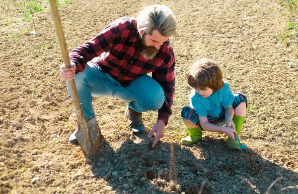 Father seeding plants with son. Dad helping kid gardening in garden ground. Gardener family