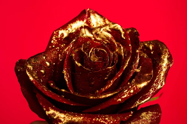 Nahaufnahme Von Goldenen Rosen Auf Schwarzem Hintergrund Kreatives Florales Konzept — Stockfoto
