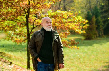 Kıdemli adam sonbaharda parkta yürüyor.