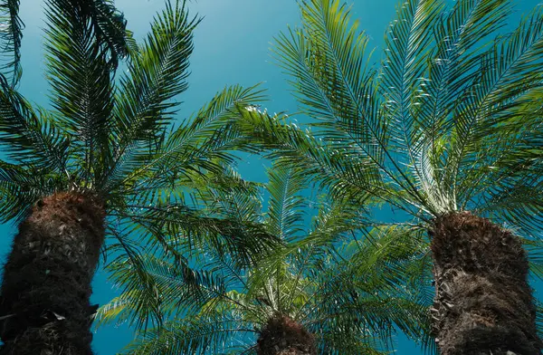 Palms Texture Tropical Palm Coconut Trees Sky Nature Background — Stock Photo, Image