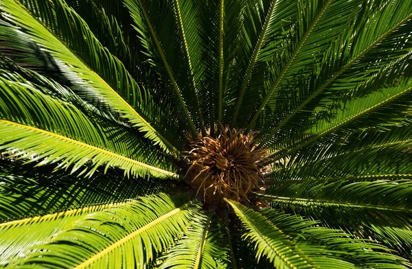 Kontekst Dłoni Tropikalne Tło Drzew Palmy Kokosowe Błękitnym Niebie Egzotyczne — Zdjęcie stockowe