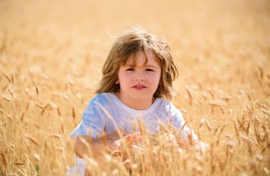 Sarı saçlı küçük çocuk yazın buğday tarlasında eğleniyor.