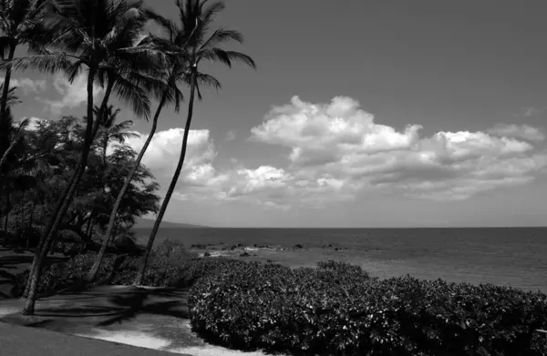 Nature Landscape Hawaii Tropical Beach Palm Tree Crystal Clear Sea — Stock Photo, Image