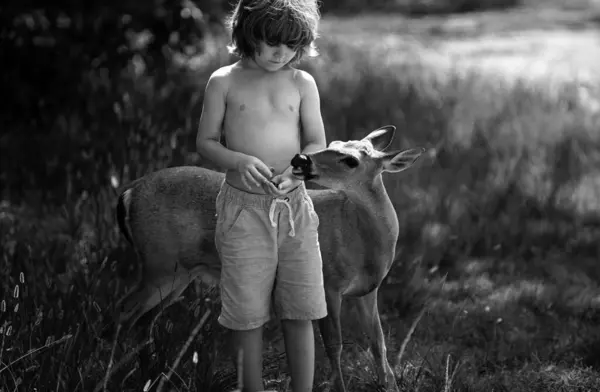 Χαριτωμένο Παιδί Ταΐζει Ελαφάκι Ελαφάκι Ελαφάκι Όμορφο Αγόρι Χαριτωμένο Ζώο — Φωτογραφία Αρχείου