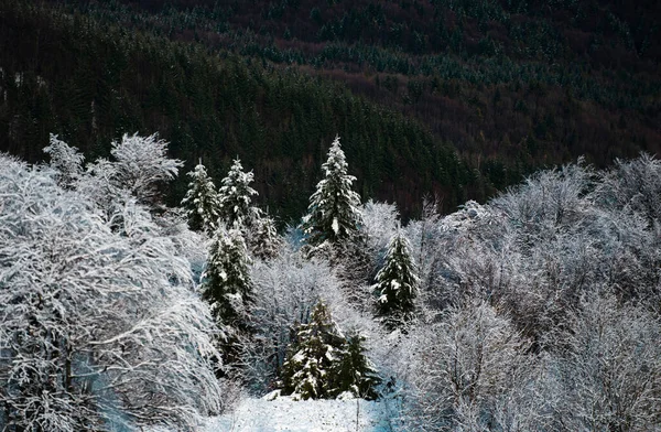 Splendida Scena Natalizia Alberi Innevati Montagna Sul Paesaggio Invernale Sfondo — Foto Stock